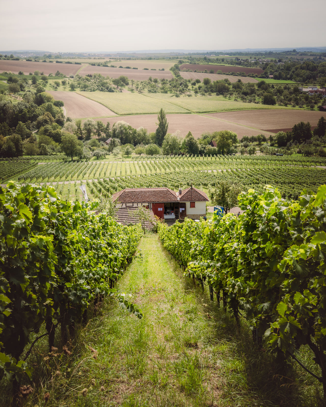tl_files/bilder/highlights/Weinberge_Marvin Kircher.jpg