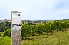 Wein-Lese-Weg